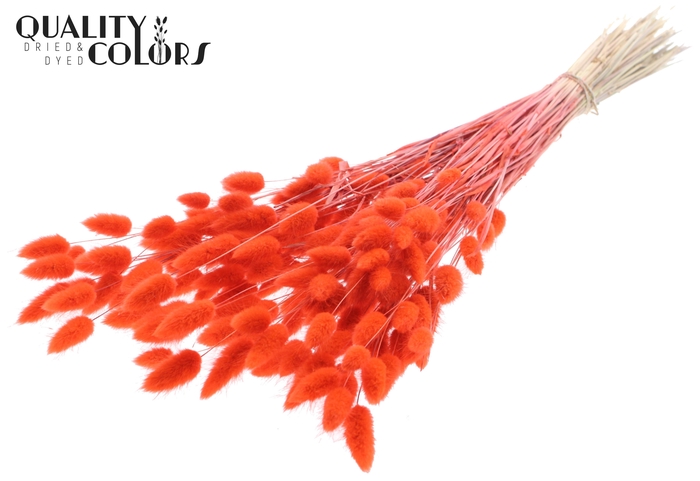 Lagurus Premium per bunch Coral