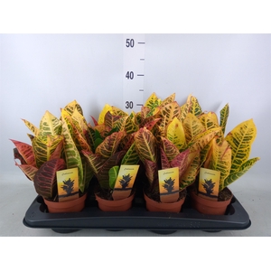 Codiaeum var. GR 'Petra'