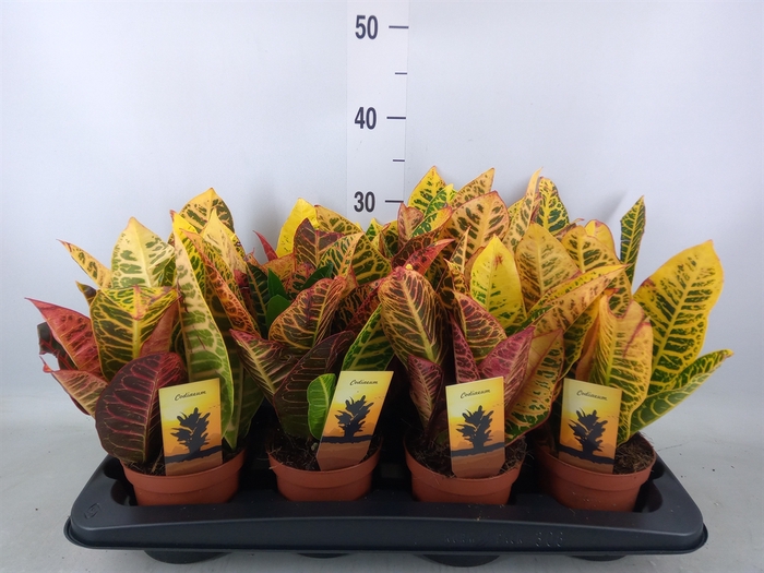 <h4>Codiaeum var. GR 'Petra'</h4>