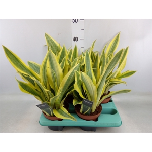 Sansevieria trifa.   ...