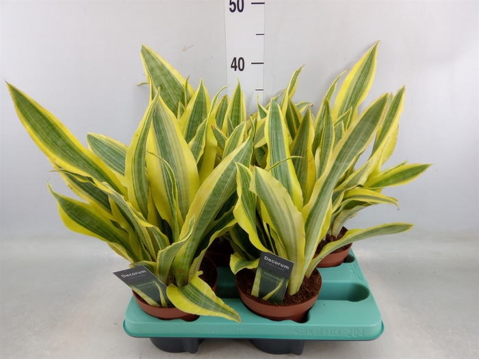 <h4>Sansevieria trifa.   ...</h4>