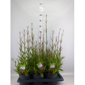 Verbena bonariensis