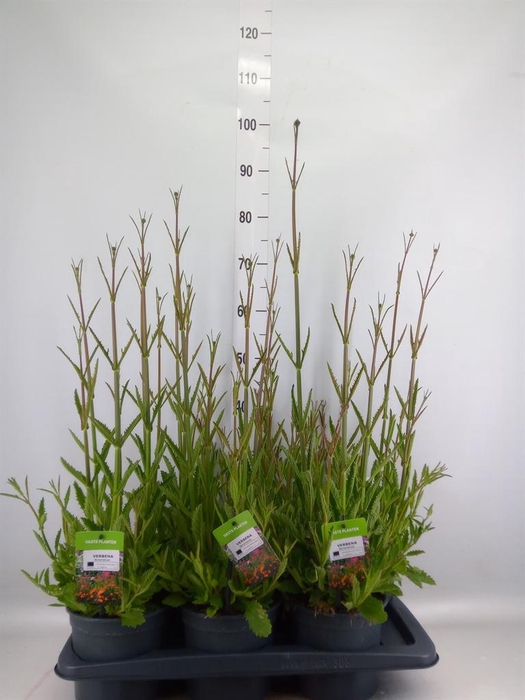 <h4>Verbena bonariensis</h4>