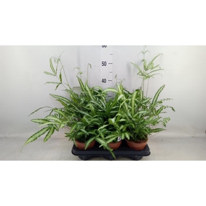 Pteris cretica 'Albolineata'