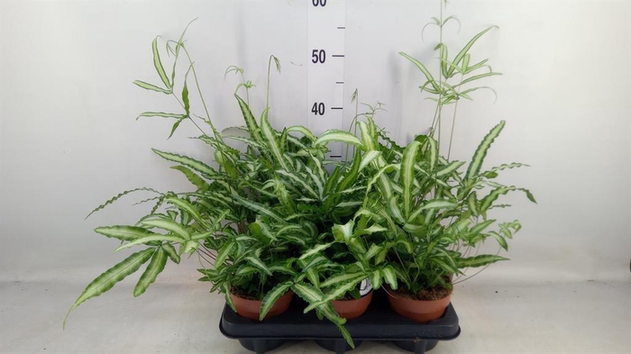 <h4>Pteris cretica 'Albolineata'</h4>