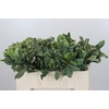 Pittosporum Ilan