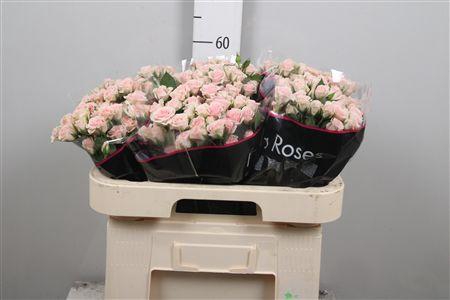 <h4>R Tr Severina</h4>