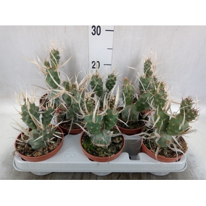 Tephrocactus articulatus