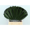 Chamaerops Blad