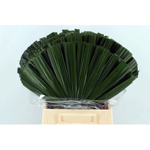 Chamaerops Blad 52cm