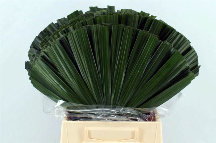 <h4>Chamaerops Blad 52cm</h4>