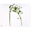 Amaranthus Hang Green Cord 50 cm