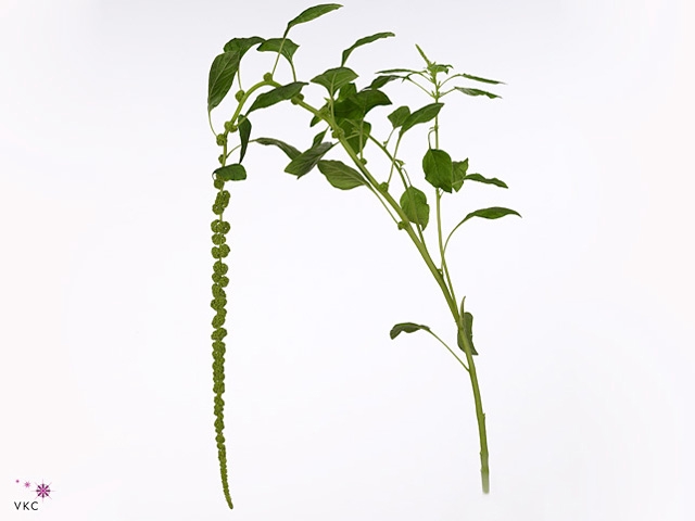 Amaranthus Hang Green Cord 50 cm