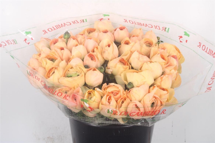 <h4>Ran... Su Grand Pastel Super X50</h4>