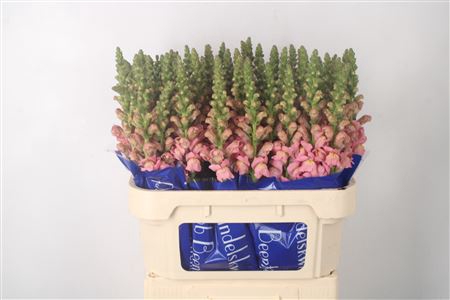 <h4>Antirrhinum Nl. Pale Pink Antibes</h4>