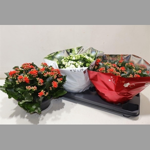 Kal Ge Perf Gem 2 Kl