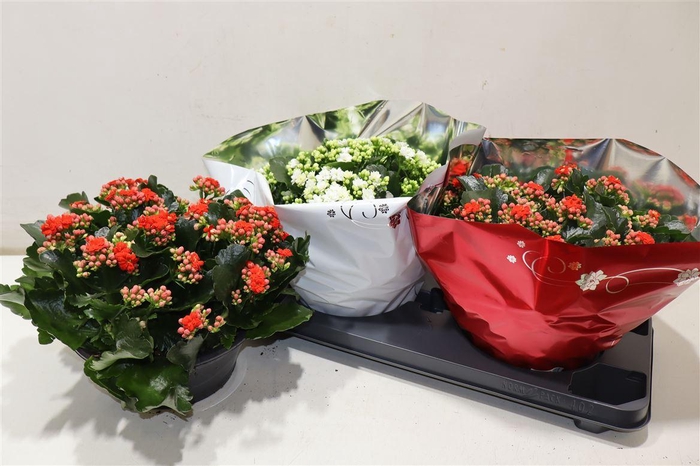 <h4>Kal Ge Perf Gem 2 Kl</h4>