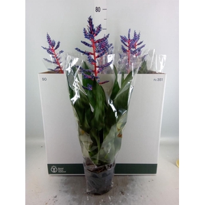 Aechmea  'Blue Rain'