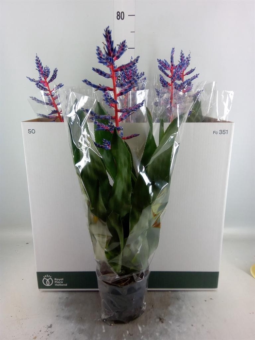 <h4>Aechmea  'Blue Rain'</h4>
