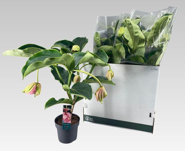 <h4>!! PROMO !! MEDIN MAGNIFICA EXTRA 5+</h4>