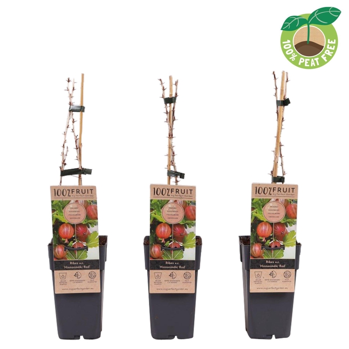 <h4>Ribes uva-crispa Hinnonmäki Röd</h4>