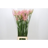 Nerine Pink Wonder
