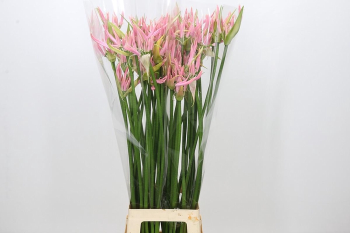 Nerine Pink Wonder