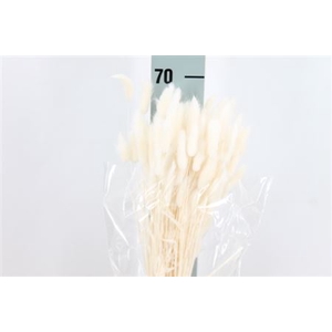 Dried Lagurus Bleached White Bs