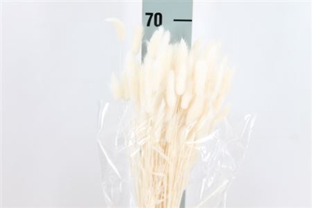<h4>Dried Lagurus Bleached White Bs</h4>