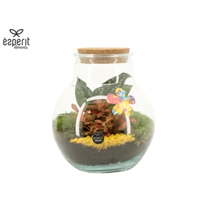 31766: Reinvention terrarium