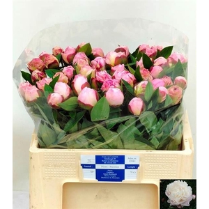 PAEONIA GARDENIA