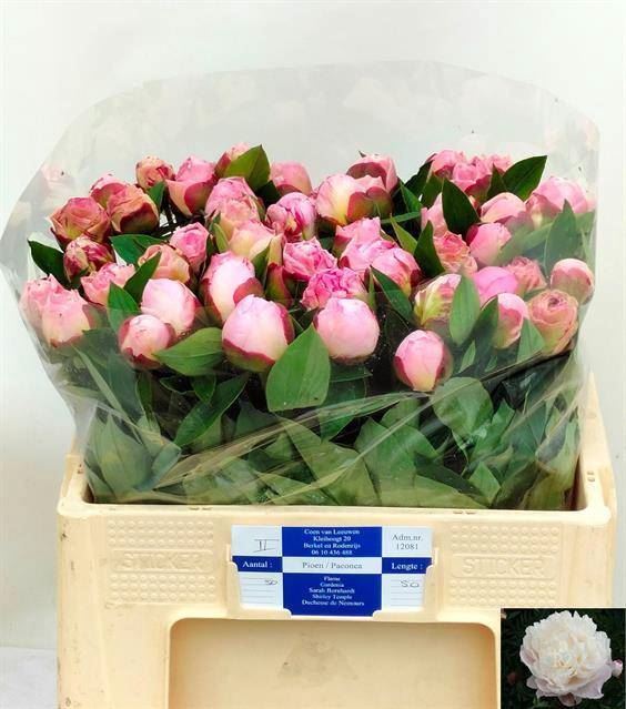 <h4>PAEONIA GARDENIA</h4>