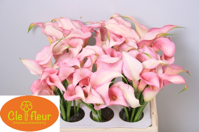 <h4>ZANT PINK DESIGN</h4>
