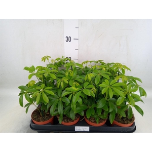 Schefflera arbor. 'Luseana'