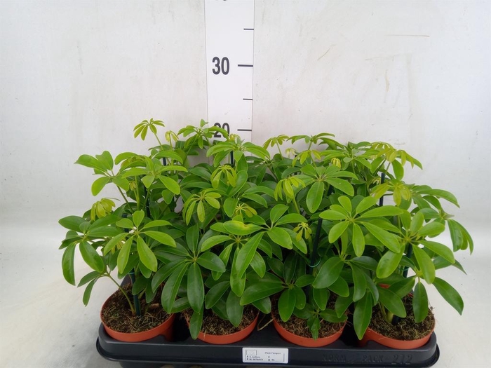 <h4>Schefflera arbor. 'Luseana'</h4>