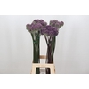 Allium Summer Drummer