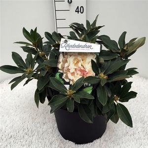 Rhodo. (Y) 'Golden Torch' yellow/pink