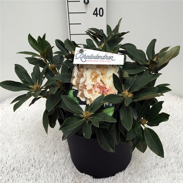 <h4>Rhodo. (Y) 'Golden Torch' yellow/pink</h4>