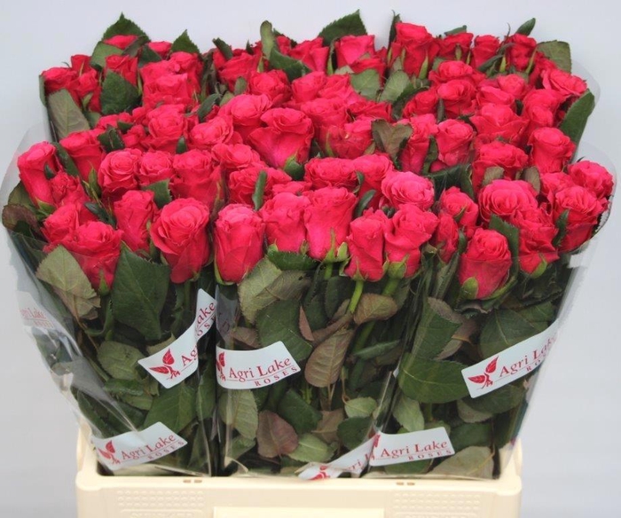 <h4>R GR TACAZZI+</h4>