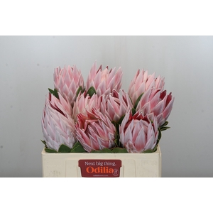 Protea Cynaroides