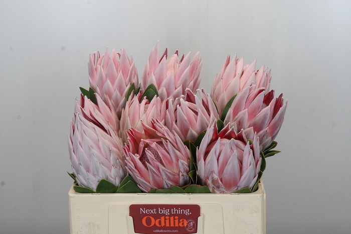 <h4>Protea Cynaroides</h4>
