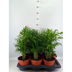 Chamaedorea elegans