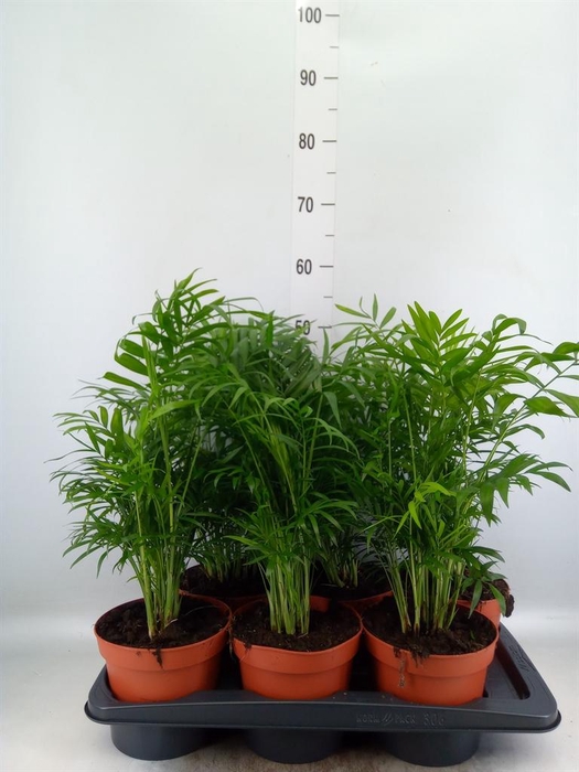 <h4>Chamaedorea elegans</h4>