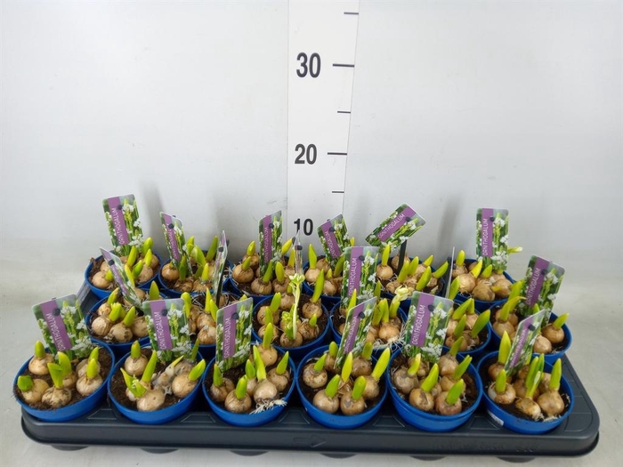 <h4>Ornithogalum balansae</h4>