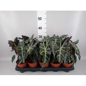 Alocasia amazonica 'Polly'