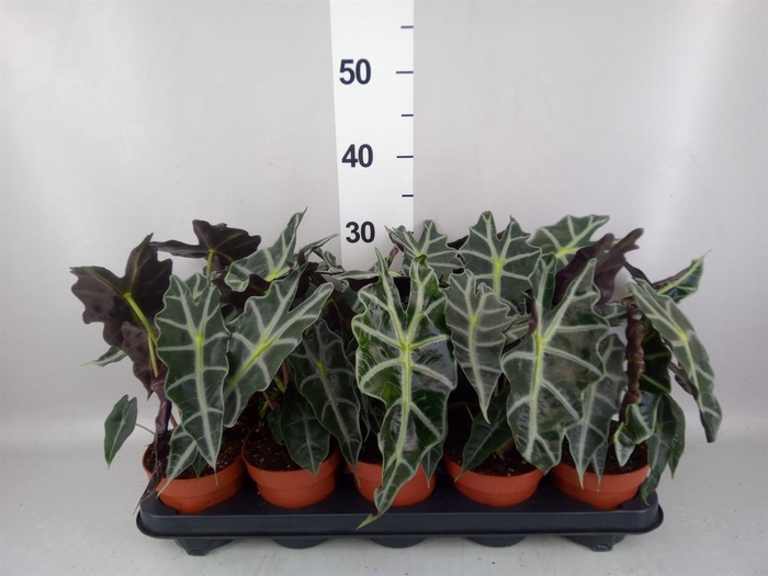 <h4>Alocasia amazonica 'Polly'</h4>