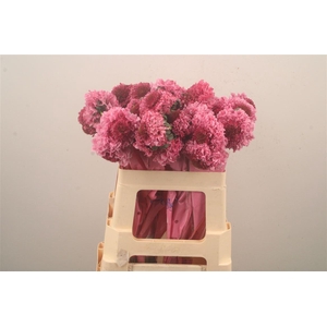Scabiosa Scoop Popsicle Hot Pink