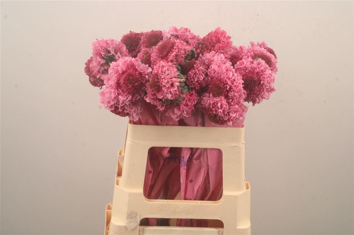 <h4>Scabiosa Scoop Popsicle Hot Pink</h4>