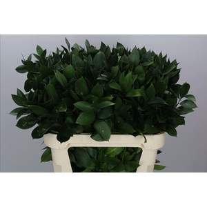 Leaf ruscus