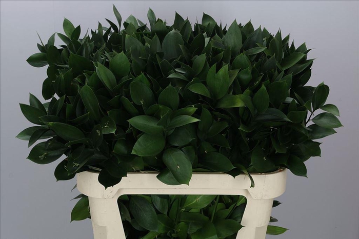 <h4>Leaf ruscus</h4>